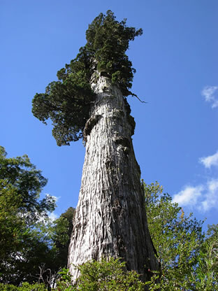 Arboricultural and Horticultural Resources
